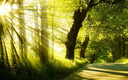 Beautiful Forest - forest, beautiful, sun, green, tree