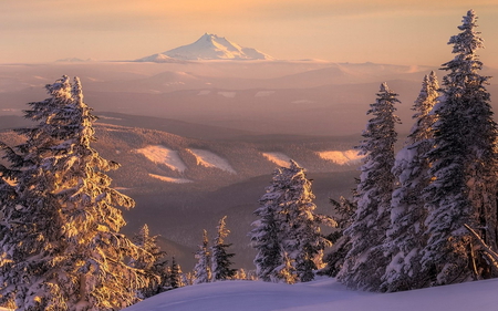 Beautiful Winter - winter, tree, sun, beautiful