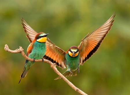 Special_Delivery - beautiful, colors, birds, picture