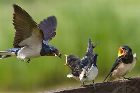 Feed Time - birds, feed time, picture, cool