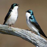 Singing Birds