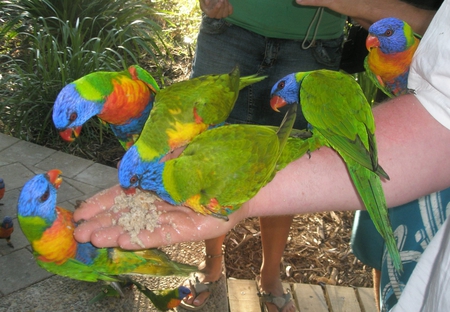 Australian-Lorikeets - lorikeets, australian, picture, beautiful