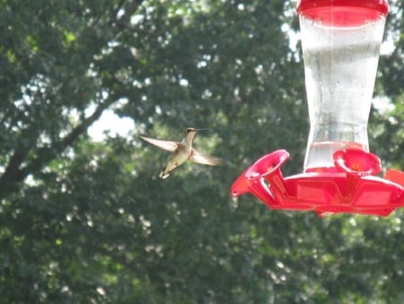 Humming Birds - humming, feeding, humming birds, birds