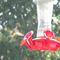 Humming Bird