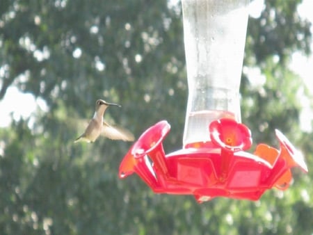 Humming Bird - humming, feeding, humming birds, birds