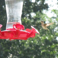 Humming Bird