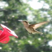 Humming Bird