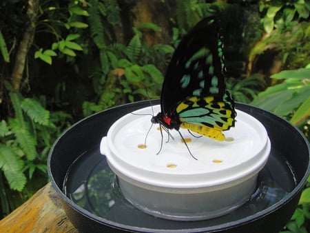 Feeding Butterfly - picture, butterfly, feeding, beautiful