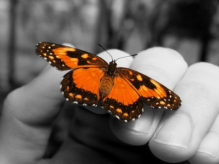 Butterfly Holding - butterfly, picture, holding, beautiful