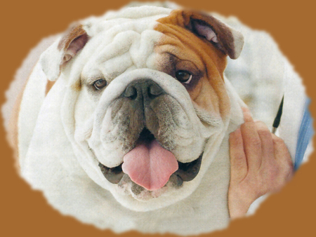 English Bulldog F2 - bulldog, canine, vet, photo, photography, dog