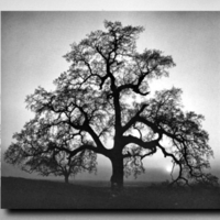 Oak Tree in Silhouette 1