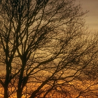 SUNSET TREE