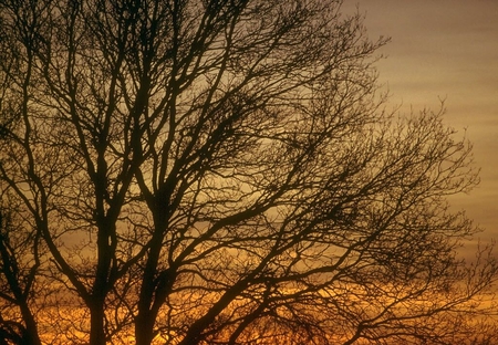 SUNSET TREE - nature, tree, sunset, beautiful