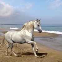 Grey horse