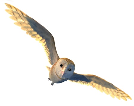 Soren Flying - flying, animals, soren, owl, birds