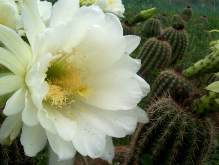 Cactus Flower - white, nature, yellow, beauty, cactus, flower