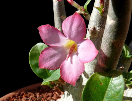 Pink Flower - beauty, nature, pink, leaves, leaf, flower