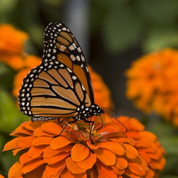 Butterfly over a flower