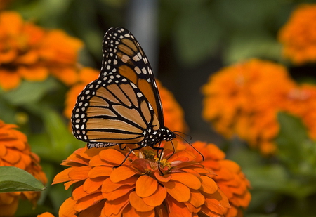 Butterfly over a flower - over, butterfly, orange, flower, plant