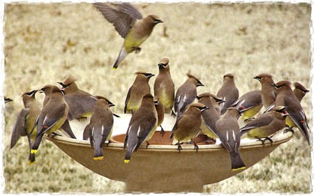 Crowded Bird Bath 1 - bathing, wide screen, wildlife, photography, water, cedar waxwings, avian, darriel wilks, bird bath, animal, wilks, photo, birds