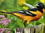 Baltimore Oriole on a Fence Post 1