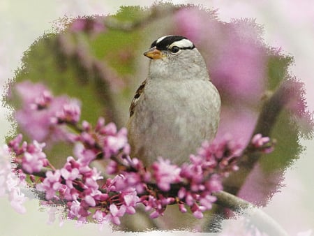 White-crowned Sparrow -  Bird - wildlife, animal, photo, avian, white-crowned, photography, sparrow, read, marie read