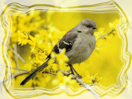 Northern Mockingbird - bird, yellow, avian, photography, photo, flowers, mockingbird, animal, floral, wildlife