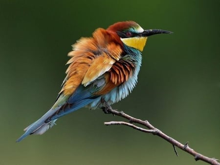 Bird - forest, animal, bird, life, sweet