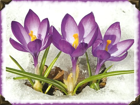 Awakening - Purple Crocus 1 - read, photography, snow, beauty, spring, photo, flower, floral, crocus, marie read