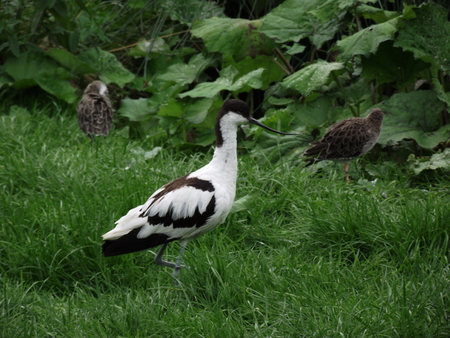 bird in the grass - bird, zoo, closeup, wildlife