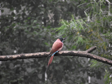 bird on a tree - bird, closeup, colorfull, wildlife