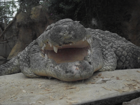 crock - diergaarde, crock, zoo, rotterdam