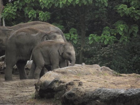 young elaphant - diergaarde, animal, zoo, rotterdam