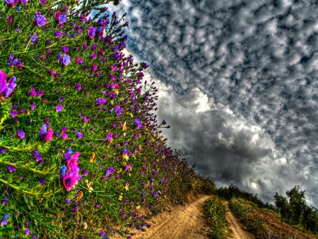 Path To... - beauty, sky, trees, peaceful, colorful, path, road, view, purple, pretty, clouds, green, tree, grass, purple flowers, pink flowers, landscape, hills, summer, lovely, nature, pink, beautiful, leaves, splendor, colors, flowers