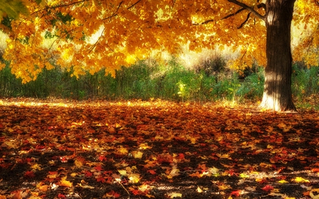 Autumn - autumn colors, splendor, grass, forest, leaves, view, sunlight, carpet, trees, beautiful, beauty, colors, lovely, tree, fall, colorful, nature, green, autumn, peaceful