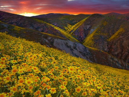 Beautiful View - pretty, hills, blossoms, yellow, summer, splendor, landscape, yellow flowers, mountain, flowers, view, sky, clouds, beautiful, beauty, colors, lovely, valley, wildflowers, colorful, nature, sunset, mountains, peaceful