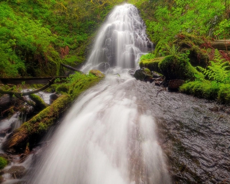 Fairy Falls Columbia - falls, trees, water, waterfalls, columbia, white, nature, green, leaves, rock, fern