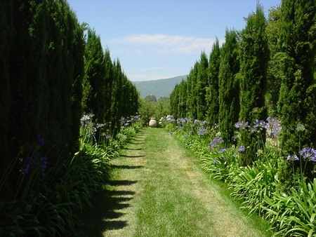 GREEN LANE - tree, nature, lane, green