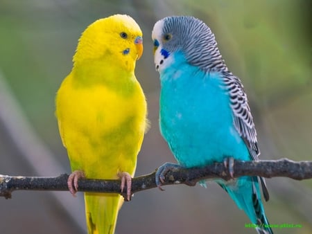 PAROTS - yelow, animals, blue, birds