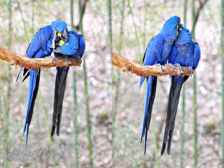 PAROTS LOVE - parots, ara, animals, blue