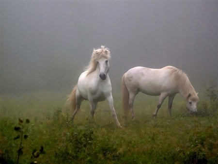 WHO GOES THERE ? - white, horse, ponies, wild