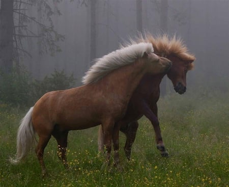 LETS WRESTLE - fighting, horse, ponies, wild