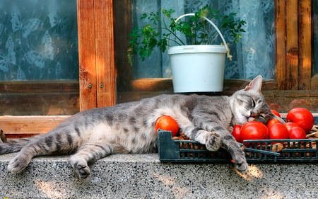 Italian Dish - food, tomato, italy, cat