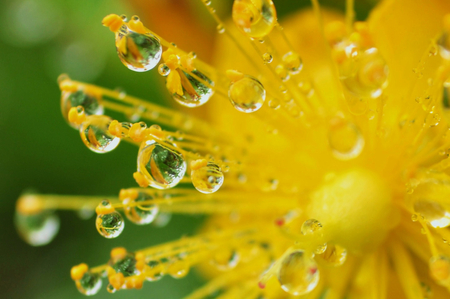 Drops - nature, yellow, drops, beauty, droplets, flower