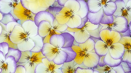 flowers - flowers, pretty, blooms, yellow, purple