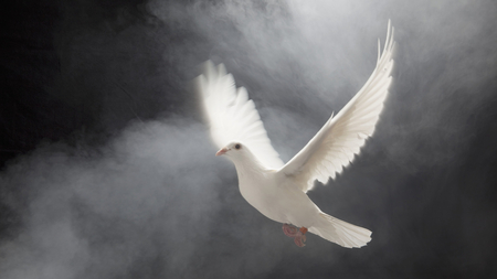 Have peace to all my DN friends - white, dove, birds