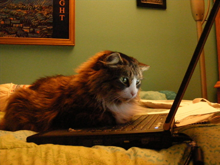 At Work - work, cute, laptop, cat