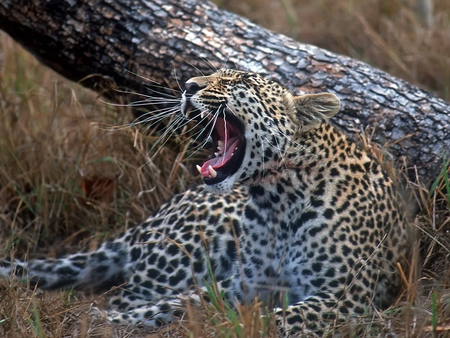 Young-Leopard - wood, beauty, leopard, animal, grass