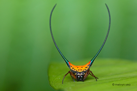 gasteracantha_arcuata