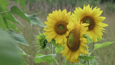 Sunflower - summer, garden, yellow, sun